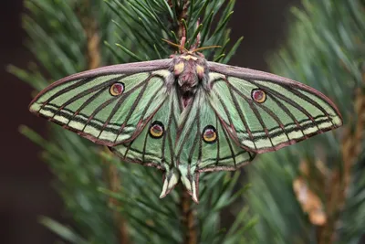 Фотографии прекрасных ночных бабочек по всему миру