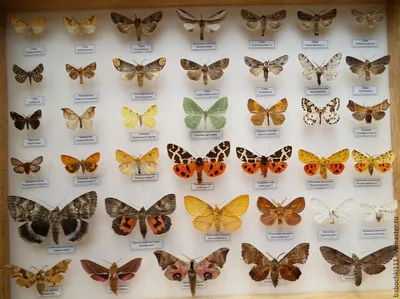Узнайте больше: фотографии ночных бабочек
