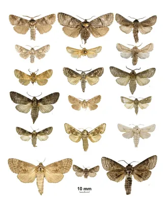 Коллекция фото ночных бабочек: природное наследие