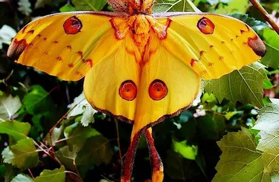 Загляните в мир ночных бабочек через фото объектив