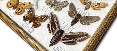 Уникальные и изысканные фотографии ночных бабочек
