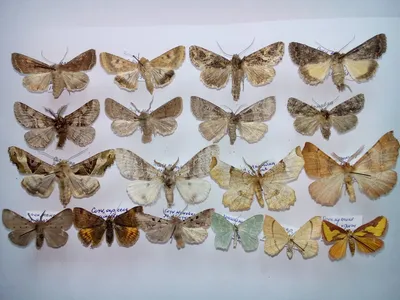 Пленительные фото различных видов ночных бабочек