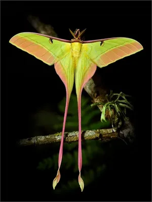 Великолепные изображения ночных бабочек в ночном свете