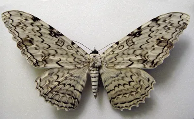 Загадочные фотографии различных видов ночных бабочек