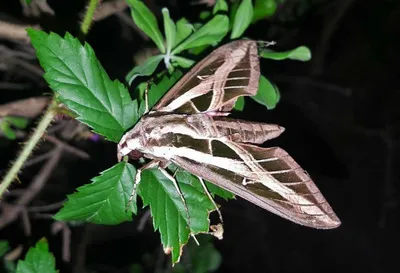 Потрясающие изображения разнообразных видов ночных бабочек