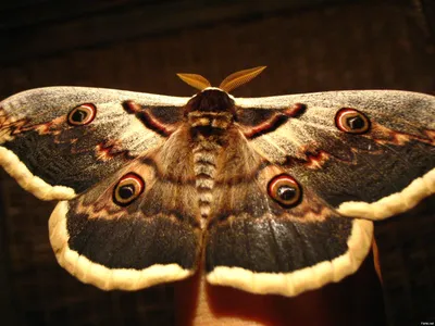 Фотографии удивительных ночных бабочек: спрятанная красота природы