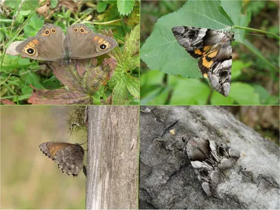 Коллекция фото ночных бабочек: путешествие в мир насекомых