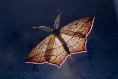 Бестелесные фото ночных бабочек: захватывающий мир таинственности