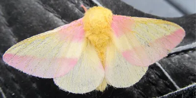 Искусство ночных бабочек на фото