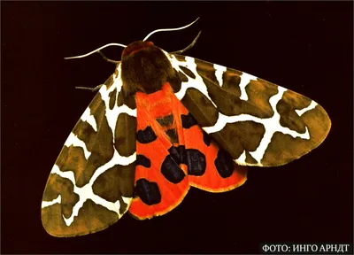 Удивительные изображения различных видов ночных бабочек