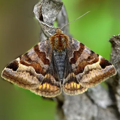 Фотофокус на ночных бабочках: источник восторга