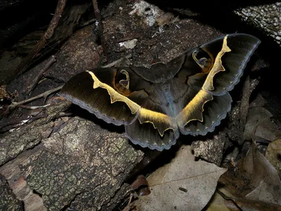 Фотоархив ночных бабочек: взгляните в ночной мир
