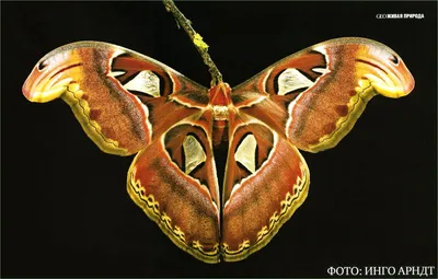 Видение ночных бабочек: фото картины природы