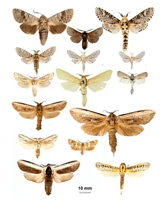 Очаровательные фотографии различных видов ночных бабочек