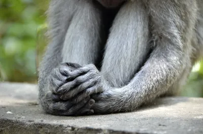 Фото Ног обезьян: Выбирай размер и формат – JPG, PNG, WebP