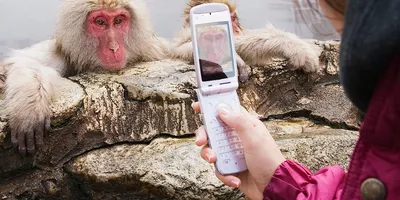 Фото обезьян: великолепные изображения в Full HD