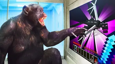 Фотк обезьян: коллекция артов в Full HD