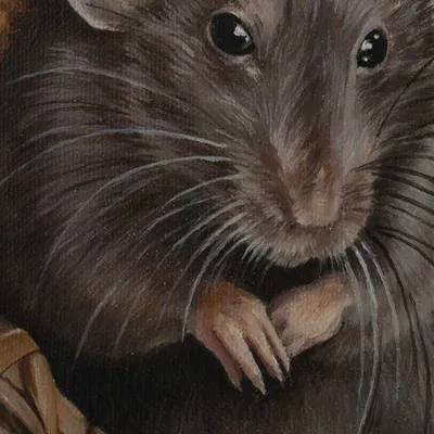 Фото Нора земляной крысы в формате WebP