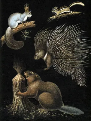 Картинка Нора земляной крысы в формате PNG