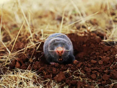 Крыса: фотография Нора земляной крысы в WebP