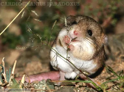 Фото Нора земляной крысы для скачивания в фотографии