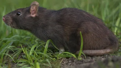 Фотка крысы: Нора земляной крысы в WebP