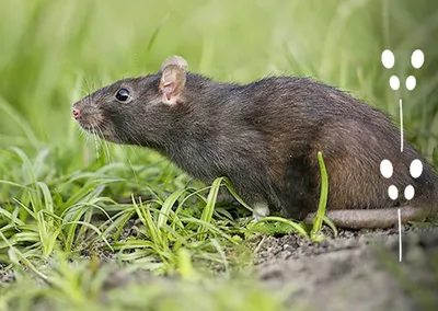 Фотография крысы: фотка Нора земляной крысы в WebP