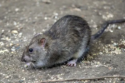 Фото Нора земляной крысы в формате WebP