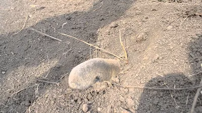Фото Нора земляной крысы в формате JPG для скачивания