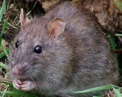 Изображение Нора земляной крысы в формате PNG