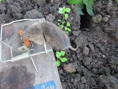Фотка Нора земляной крысы в JPG