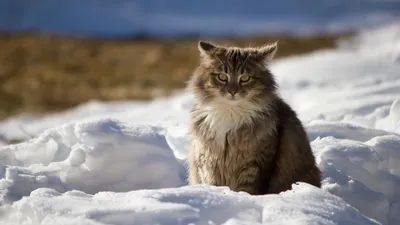 Потрясающая фотография норвежской лесной кошки
