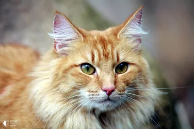 Норвежская лесная кошка на фото: идеальная форма и цвет