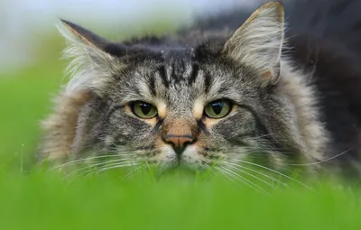 Фото норвежской лесной кошки для истинных ценителей красоты