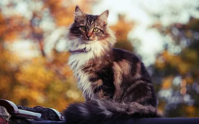 Норвежская лесная кошка на фотографии: прикоснись к мягкой шерсти