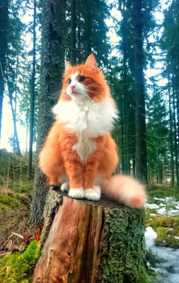 Изысканный портрет норвежской лесной кошки