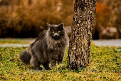 Лучшие изображения норвежской лесной кошки на ваш выбор