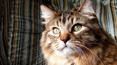 Выберите свой формат: JPG, PNG или WebP для фото норвежской лесной кошки