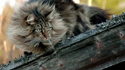Изображения норвежской лесной кошки в высоком разрешении