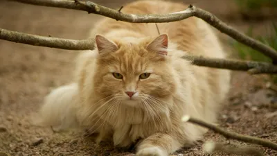 Лучшие фото норвежской лесной кошки для вас