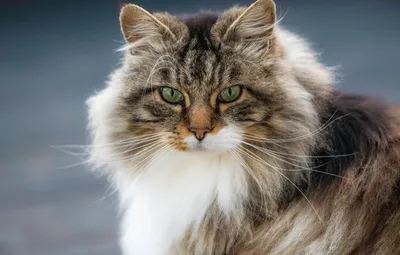 Самые красивые фото норвежской лесной кошки на сайте