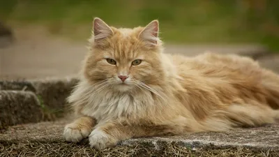 Лучшие изображения норвежской лесной кошки для вашего выбора