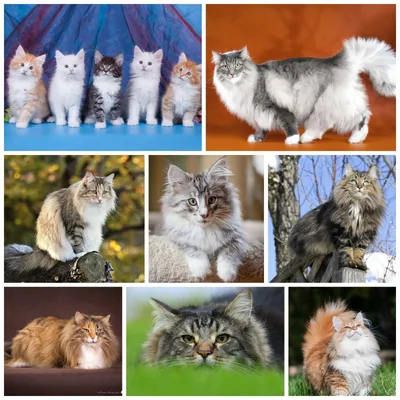 Прекрасные изображения норвежских лесных кошек для использования в дизайне