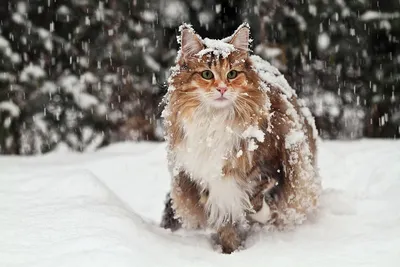 Невероятно милые фото норвежских лесных кошек в формате JPG, PNG, WebP