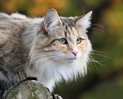 Красивая кошка породы норвежская лесная на фото