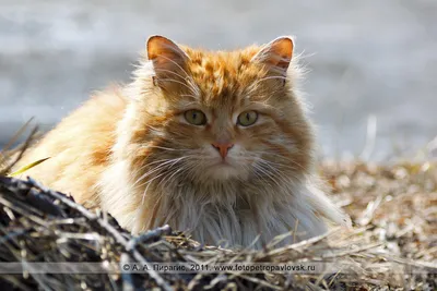 Качественные изображения норвежских лесных кошек для использования в социальных сетях