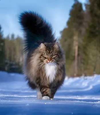 Норвежская лесная кошка на фотографии: чудо природы