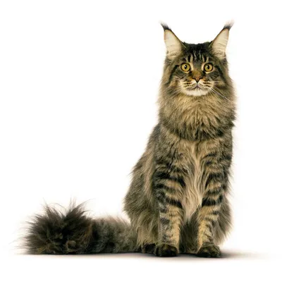 Картинка норвежской лесной кошки с высоким качеством изображения