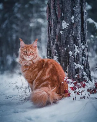 Изображение норвежской лесной кошки на солнце