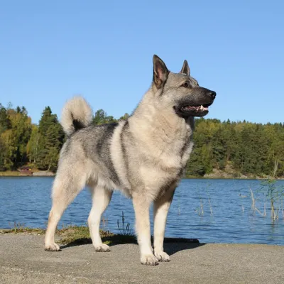 Фото собаки породы норвежский элкхаунд для вашего блога